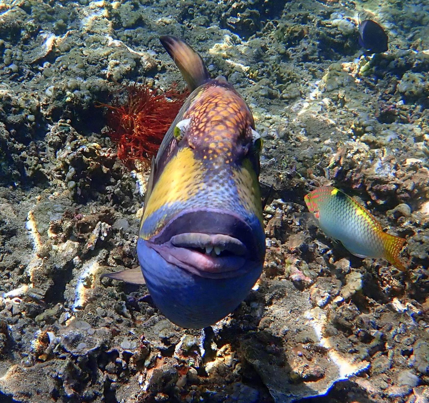 United Colors Of Lembongan Hotel Buitenkant foto